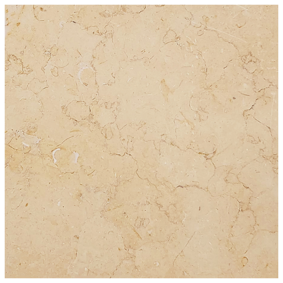 16" x 16" Tiles Jerusalem Gold Honed